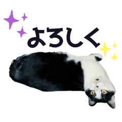 [LINEスタンプ] ハチワレ猫⑥