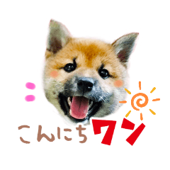 [LINEスタンプ] しばいぬみかちゃんスタンプ