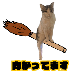 [LINEスタンプ] 鈴木さん家の ねこ。