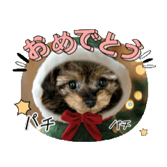 [LINEスタンプ] チワプーこはく