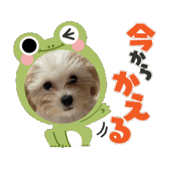 [LINEスタンプ] マルプーのぷるの画像（メイン）