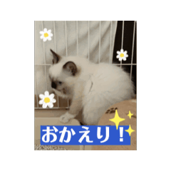 [LINEスタンプ] 【日常挨拶】動く！ラグドールのたぬとこ1の画像（メイン）