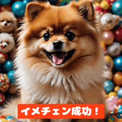 [LINEスタンプ] ポメラニアンの美容院あるある！？