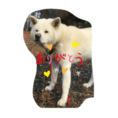 [LINEスタンプ] 真っ白秋田犬 ゴンベ君 スタンプ