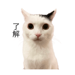 [LINEスタンプ] まつもとたける 証明写真（了解）の画像（メイン）