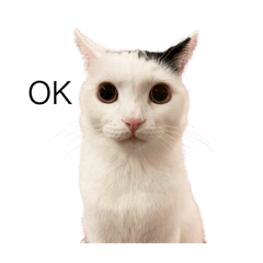 [LINEスタンプ] まつもとたける 証明写真（全肯定）