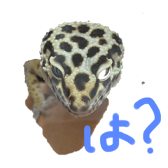 [LINEスタンプ] レオパの言葉