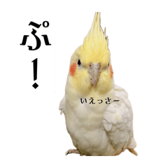 [LINEスタンプ] これがオカメインコだ〜ぷのいちにち〜