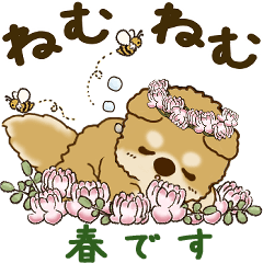 [LINEスタンプ] 柴犬さん 2025 「春です2」