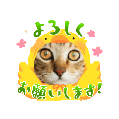 [LINEスタンプ] 猫❤挨拶❤日常❤可愛い❤ねこの画像（メイン）