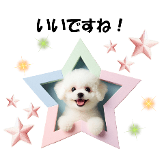 [LINEスタンプ] かわいいトイプーの犬スタンプ