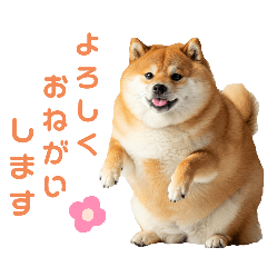 [LINEスタンプ] しばけんのあいさつ