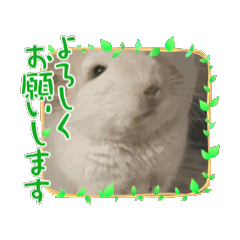 [LINEスタンプ] チンチラのゆきみ❄️