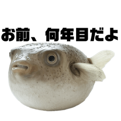 [LINEスタンプ] 激詰め圧かけ魚類の画像（メイン）