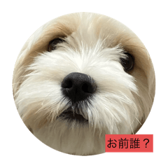 [LINEスタンプ] 犬用愛犬スタンプ