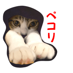 [LINEスタンプ] ケイとカイ 3