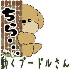 [LINEスタンプ] 2025 動くプードルさん 【いつもの言葉】1の画像（メイン）