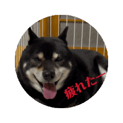 [LINEスタンプ] 黒柴リッキー！の画像（メイン）