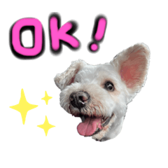 [LINEスタンプ] ホワイトミニチュアシュナウザー5