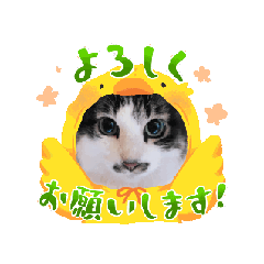 [LINEスタンプ] 猫♥日常❤挨拶❤CATの画像（メイン）