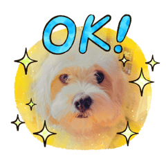 [LINEスタンプ] 愛犬マルキャバスタンプ2