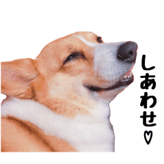 [LINEスタンプ] コーギー(きなこ)