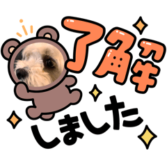 [LINEスタンプ] 丸い犬の顔スタンプ