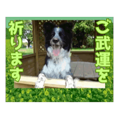 [LINEスタンプ] 我々動物連盟は代弁するvol.4動く！犬殿下