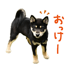 [LINEスタンプ] 柴犬りっく
