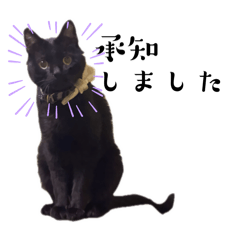 [LINEスタンプ] 保護猫出身くろねこジジさんスタンプ