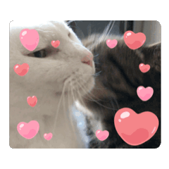 [LINEスタンプ] しろねこミータと妹たち