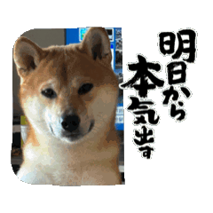 [LINEスタンプ] 柴犬のりき2