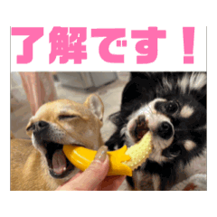 [LINEスタンプ] チワワたち！2