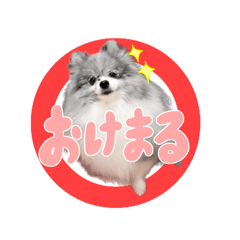 [LINEスタンプ] ポメラニアン華ちゃん