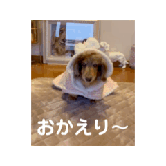[LINEスタンプ] ミニチュアダックスのジョナスくん4