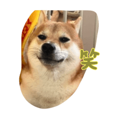 [LINEスタンプ] 柴犬りき16