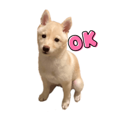 [LINEスタンプ] 白豆柴の豆助スタンプ