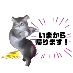 [LINEスタンプ] 猫のだいふく＆こふく スタンプ