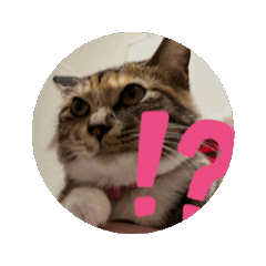 [LINEスタンプ] 動く！チャボチャボ園のチャンボくん