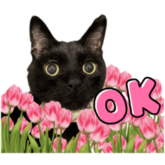 [LINEスタンプ] 保護猫出身くろねこジジさん春スタンプ