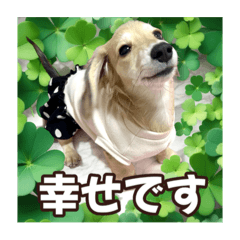 [LINEスタンプ] ダックスパピーSaraちゃん1