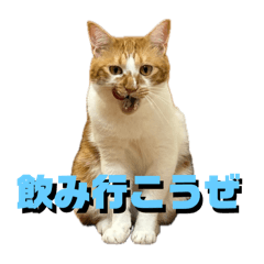 [LINEスタンプ] シンバとシンバと時々シンバ