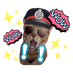 [LINEスタンプ] 猫♥️面白♥️日常♥️挨拶♥️