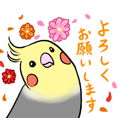 [LINEスタンプ] 使いやすい挨拶のオカメインコ