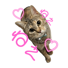 [LINEスタンプ] チャンボ
