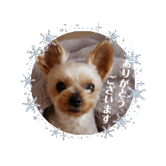[LINEスタンプ] 愛犬ハナちゃん2