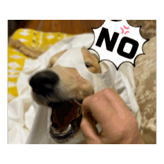 [LINEスタンプ] ほぼゴールデンの動くスタンプ