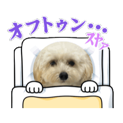 [LINEスタンプ] マルプーのおもちと猫のにゃこた
