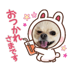 [LINEスタンプ] 動くポメラニアン日常のあいさつ動画編