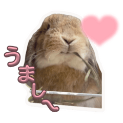 [LINEスタンプ] うさぎのぶーくんの画像（メイン）